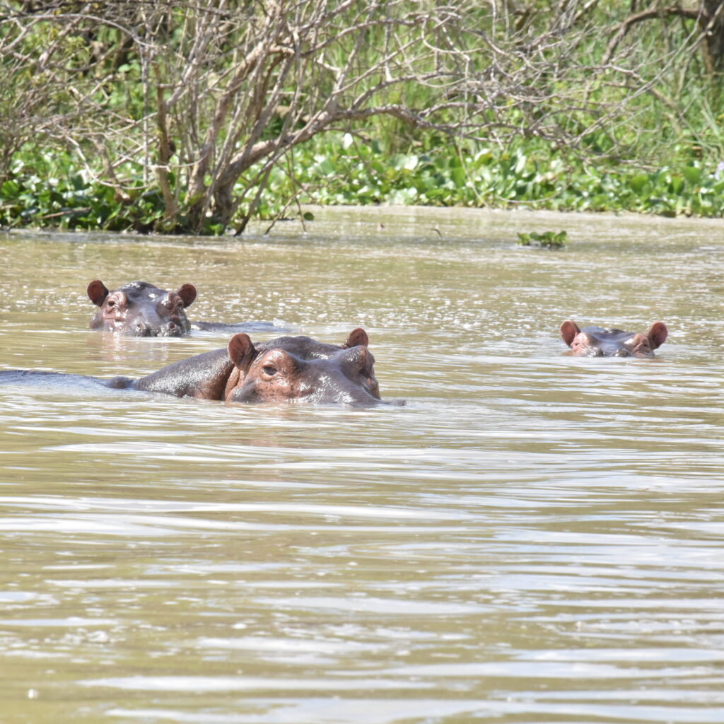 Hippos in the Kazinga Channel in Uganda