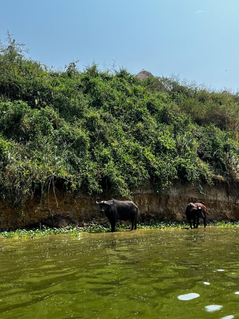 Buffaloes in Uganda
