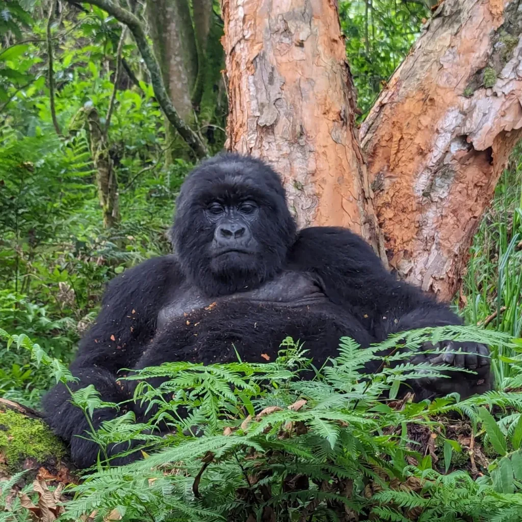 Mountain Gorilla in Mgahinga national park