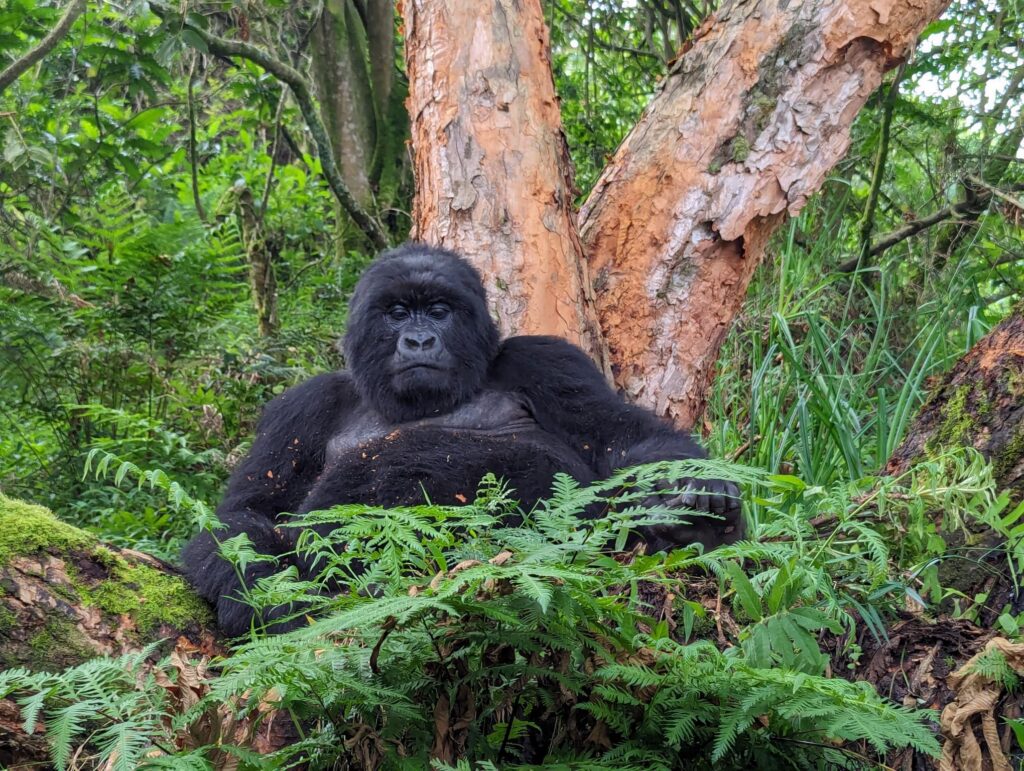 Gorilla in Mgahinga national park