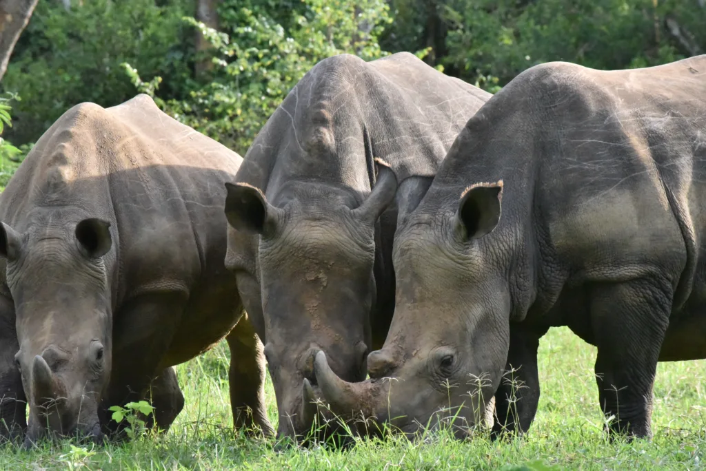 White Rhinos in Ziwa Rhino Reserve