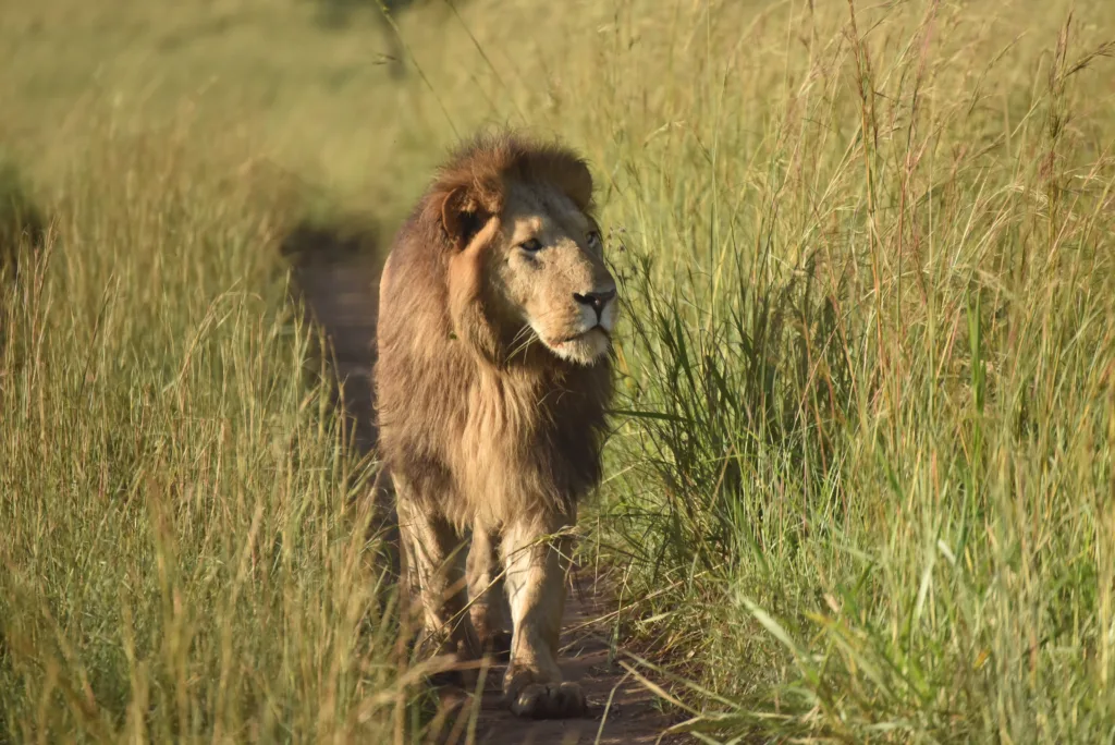lion in queen elizabeth national park in uganda